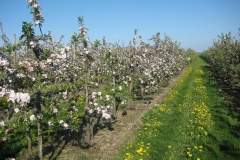 editor-shows-typo3-fluid